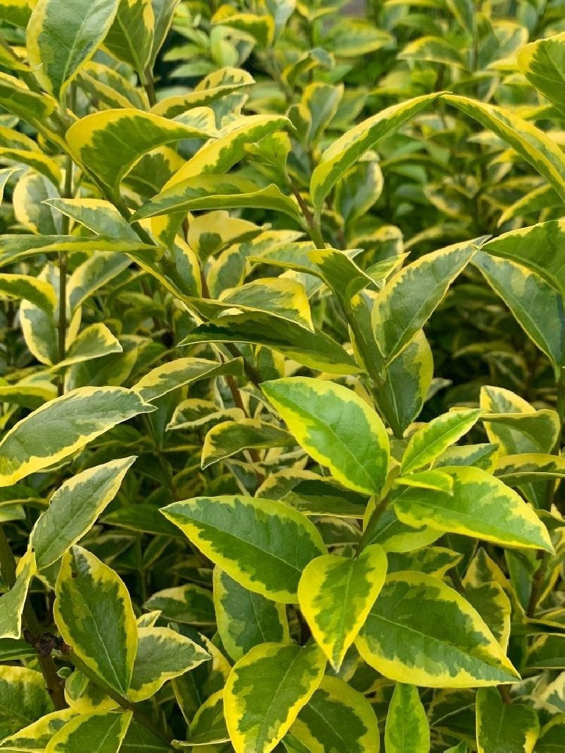 LIGUSTRUM ovalifolium AUREUM