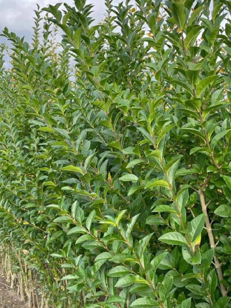 LIGUSTRUM ovalifolium
