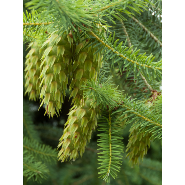 PSEUDOTSUGA menziesii