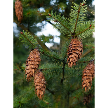 PSEUDOTSUGA menziesii