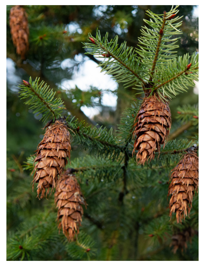 PSEUDOTSUGA menziesii