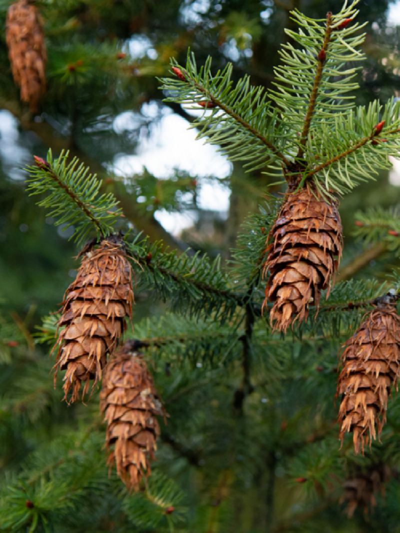 PSEUDOTSUGA menziesii