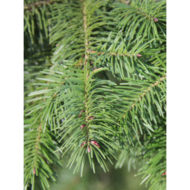 PSEUDOTSUGA menziesii