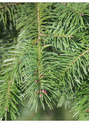 PSEUDOTSUGA menziesii