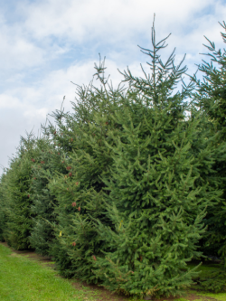 PSEUDOTSUGA menziesii