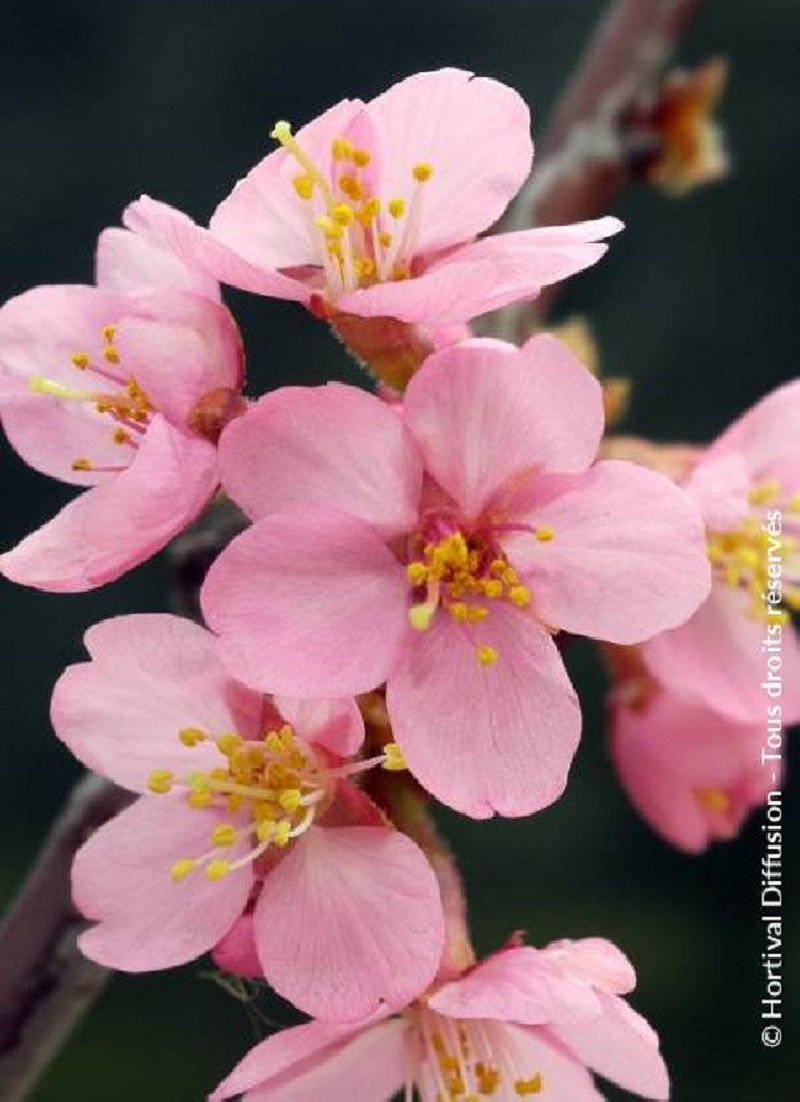 PRUNUS kurilensis RUBY