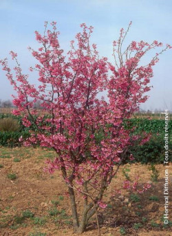 PRUNUS kurilensis RUBY