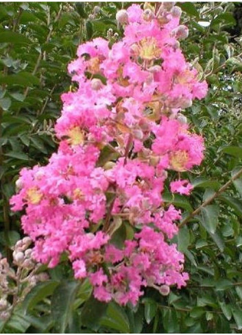 LAGERSTROEMIA ROSE