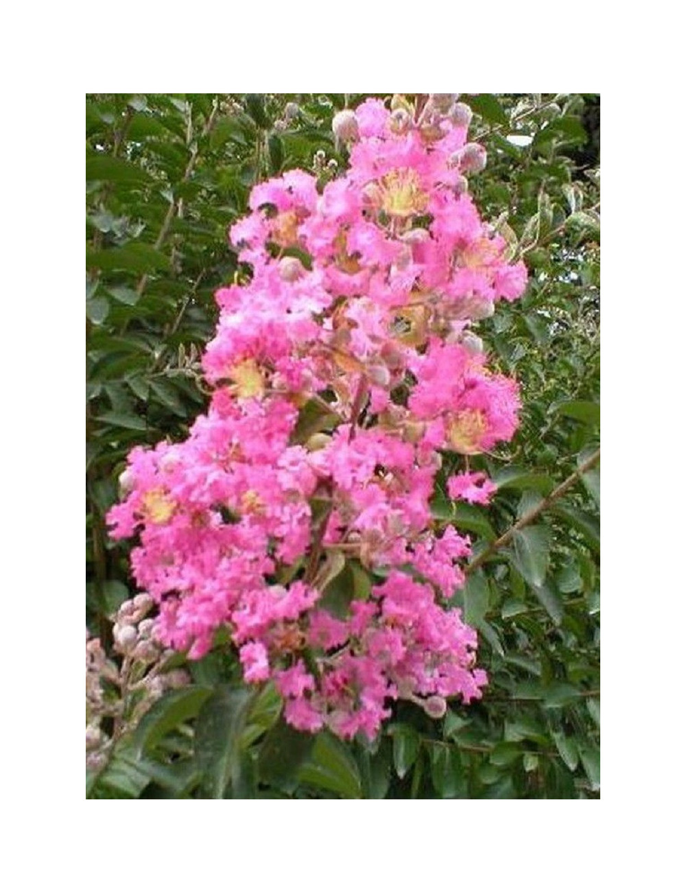 LAGERSTROEMIA ROSE