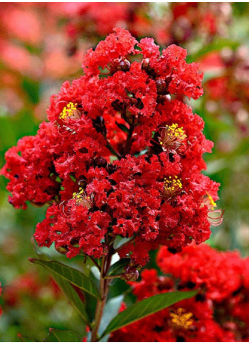 LAGERSTROEMIA ROUGE