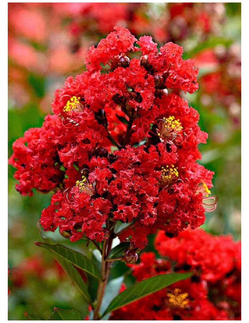 LAGERSTROEMIA ROUGE