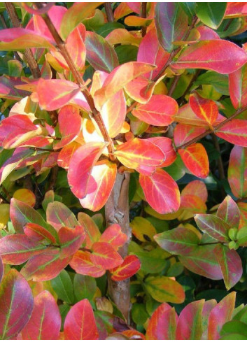 LAGERSTROEMIA ROUGE