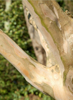 LAGERSTROEMIA SAINT EMILION