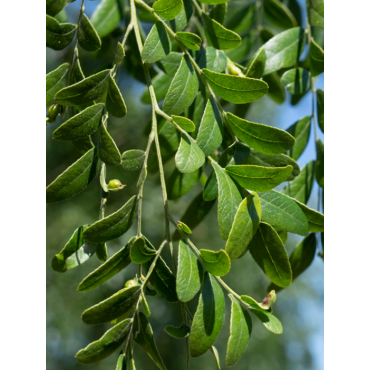 GLEDITSIA triacanthos STREET KEEPER