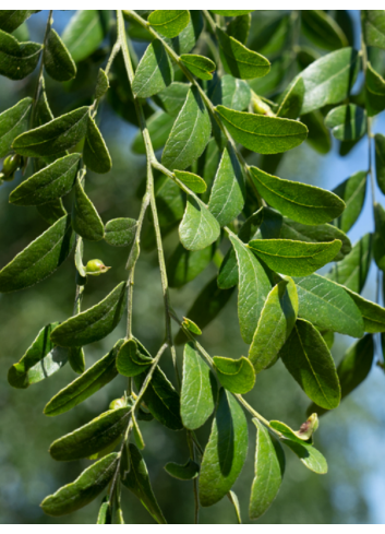 GLEDITSIA triacanthos STREET KEEPER