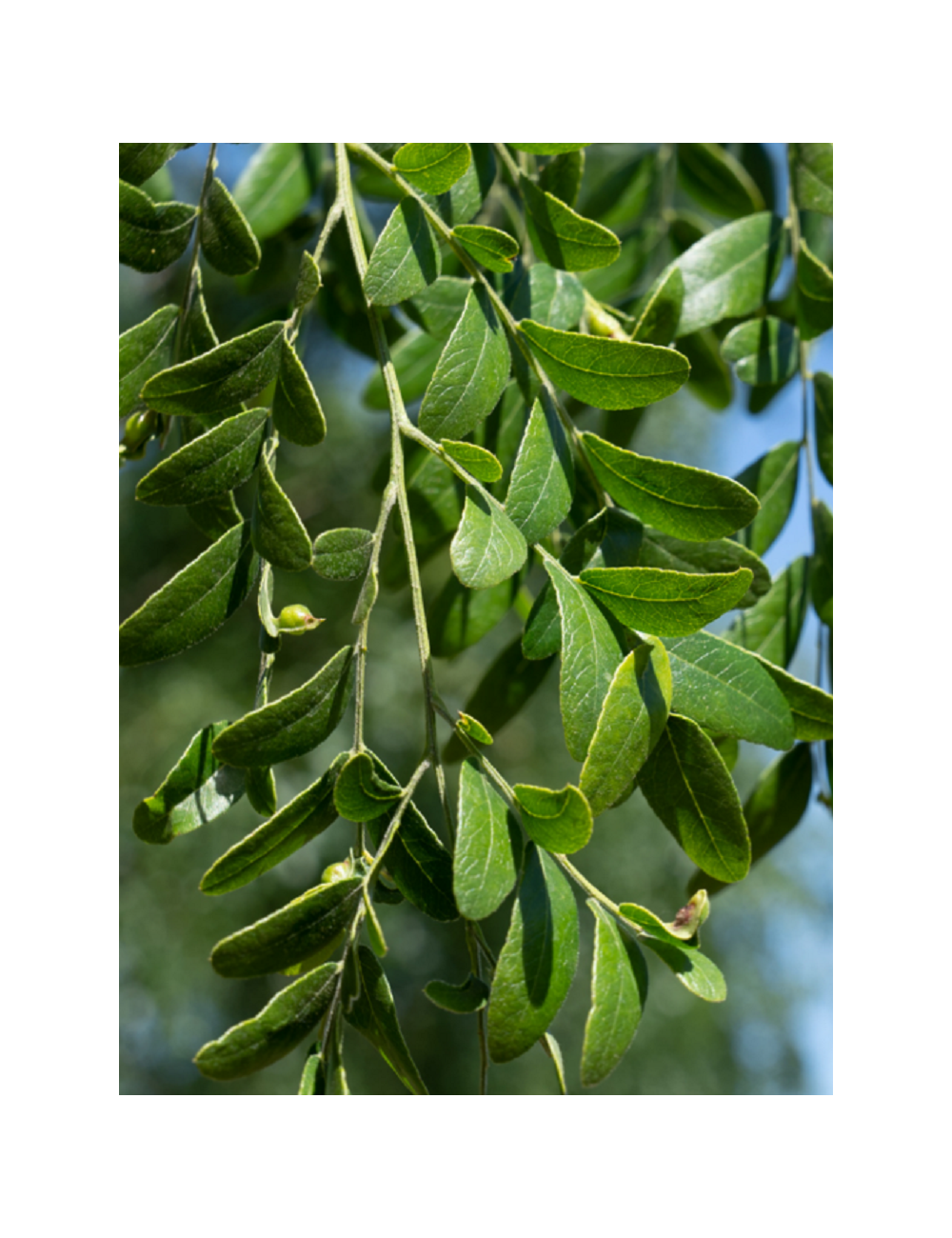 GLEDITSIA triacanthos STREET KEEPER