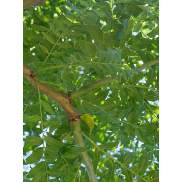 GLEDITSIA triacanthos STREET KEEPER