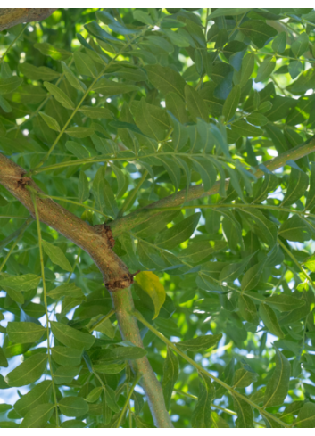 GLEDITSIA triacanthos STREET KEEPER