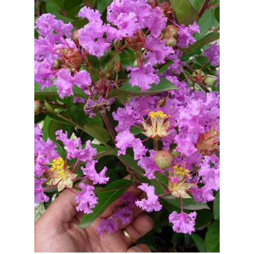 LAGERSTROEMIA VIOLET