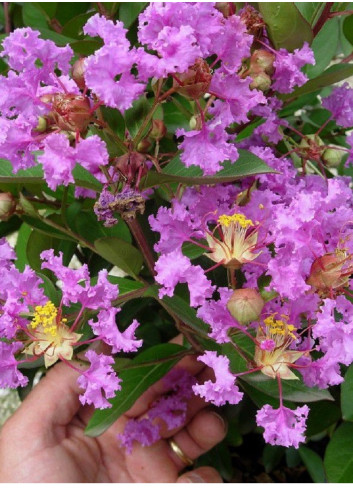 LAGERSTROEMIA VIOLET