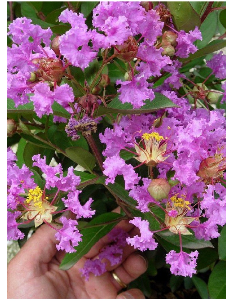 LAGERSTROEMIA VIOLET