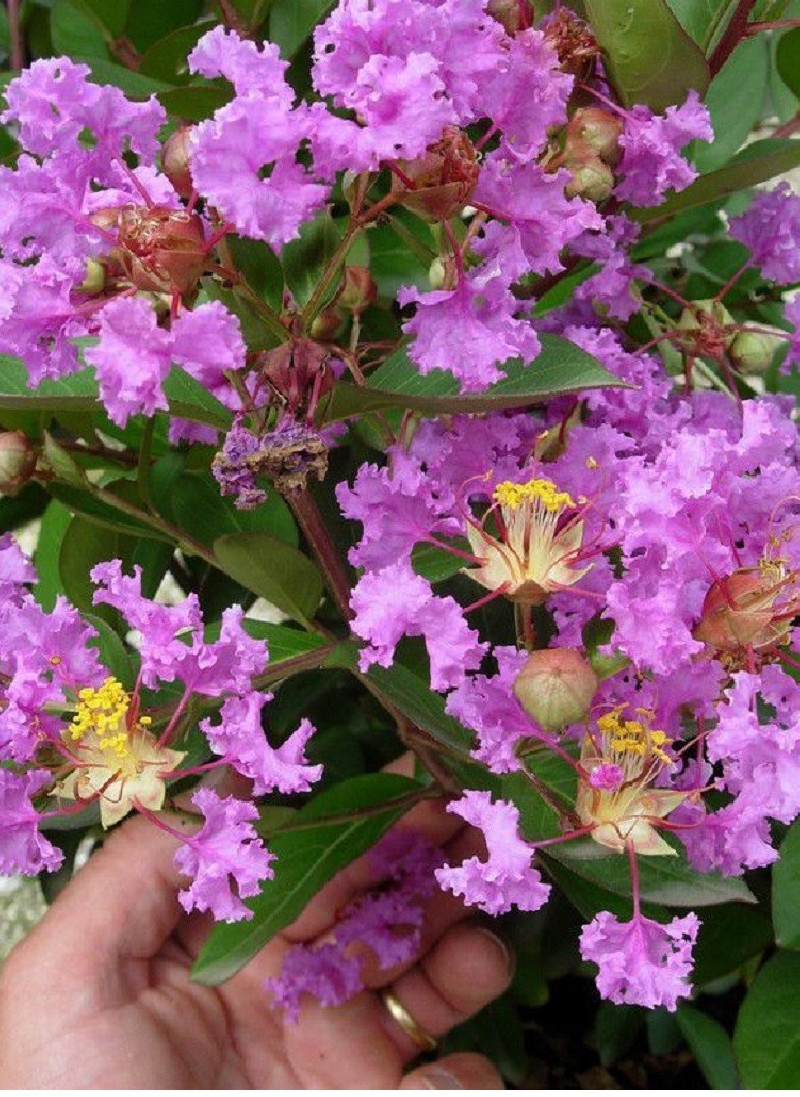 LAGERSTROEMIA VIOLET