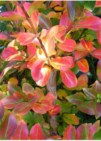 LAGERSTROEMIA VIOLET