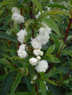 PRUNUS glandulosa ALBA PLENA