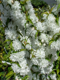 PRUNUS glandulosa ALBA PLENA