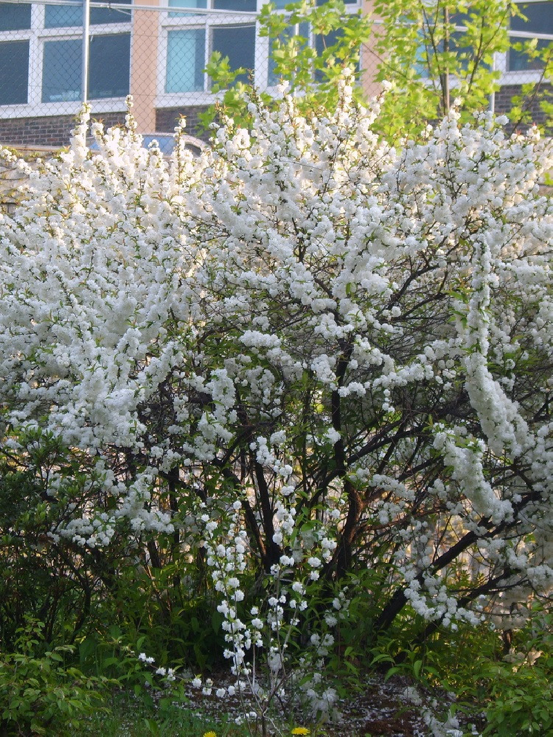 PRUNUS glandulosa ALBA PLENA