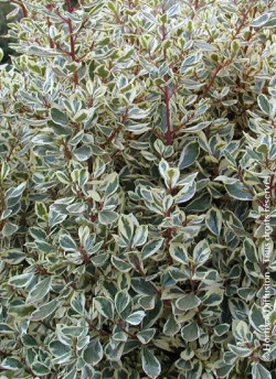 RHAMNUS alaternus ARGENTEOVARIEGATUS