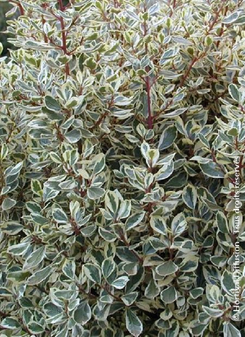 RHAMNUS alaternus ARGENTEOVARIEGATUS