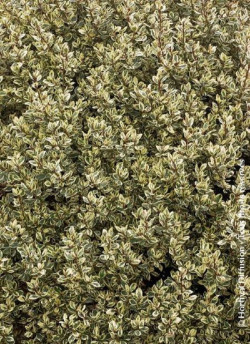 RHAMNUS alaternus ARGENTEOVARIEGATUS