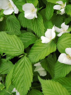 RHODOTYPOS scandens