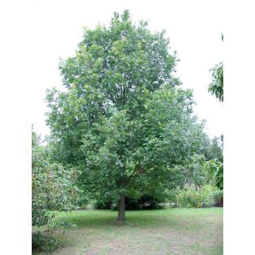 QUERCUS frainetto 