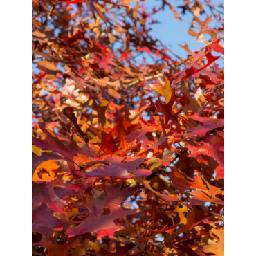 QUERCUS palustris