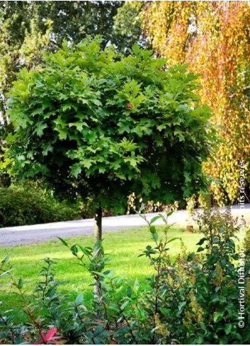 QUERCUS palustris GREEN DWARF