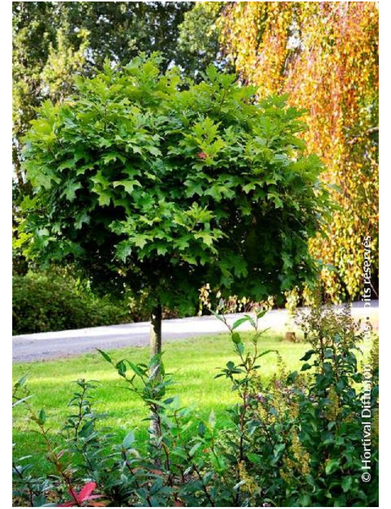 QUERCUS palustris GREEN DWARF