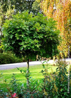 QUERCUS palustris GREEN DWARF