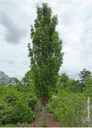 QUERCUS palustris GREEN PILLAR