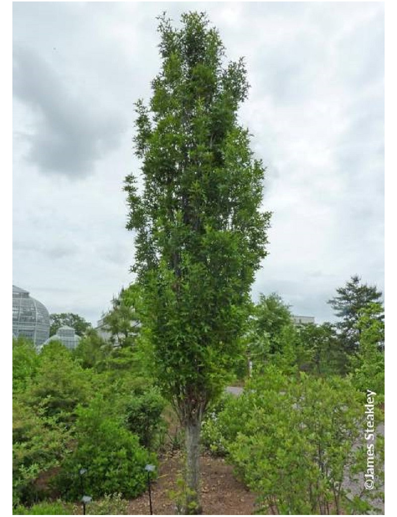 QUERCUS palustris GREEN PILLAR