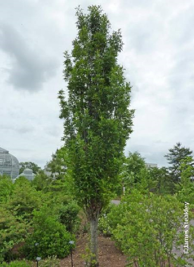 QUERCUS palustris GREEN PILLAR