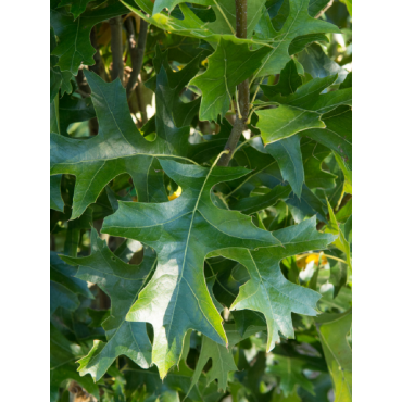 QUERCUS palustris GREEN PILLAR