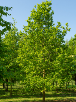 QUERCUS robur 
