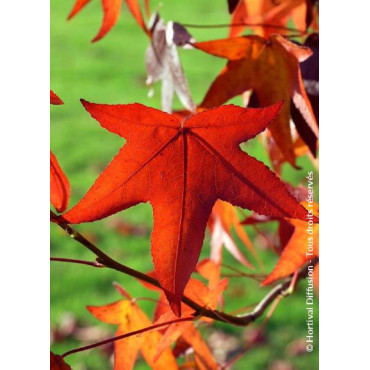 LIQUIDAMBAR styraciflua