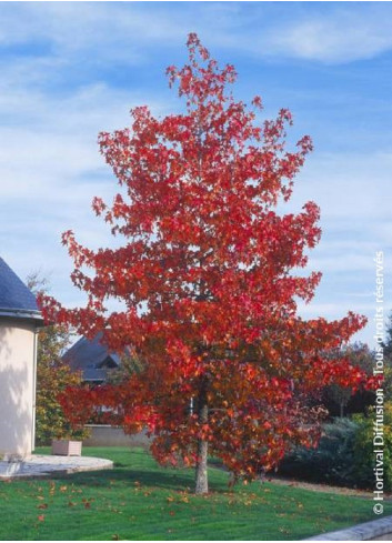 LIQUIDAMBAR styraciflua