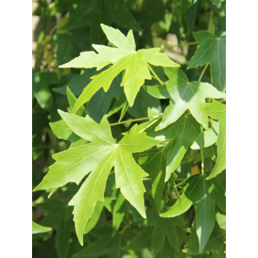 LIQUIDAMBAR styraciflua