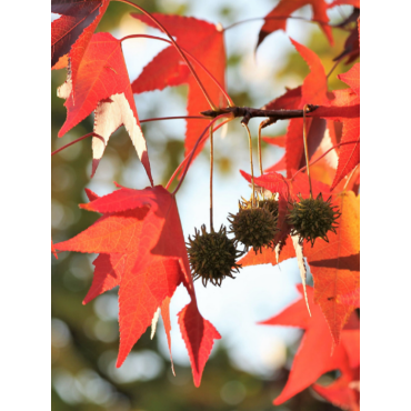 LIQUIDAMBAR styraciflua