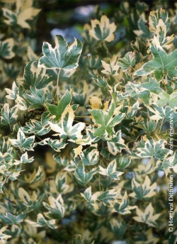 LIQUIDAMBAR styraciflua ALBOMARGINATA MANON