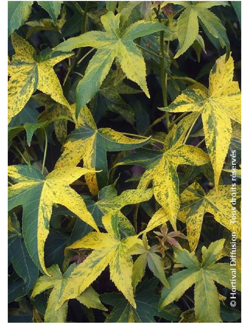 LIQUIDAMBAR styraciflua AUREA